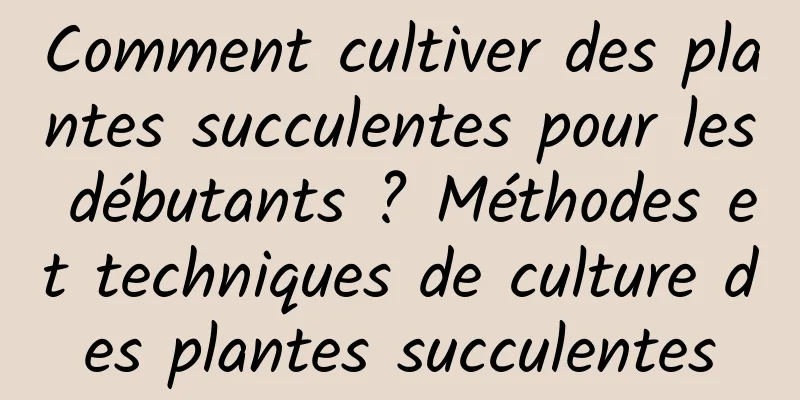 Comment cultiver des plantes succulentes pour les débutants ? Méthodes et techniques de culture des plantes succulentes