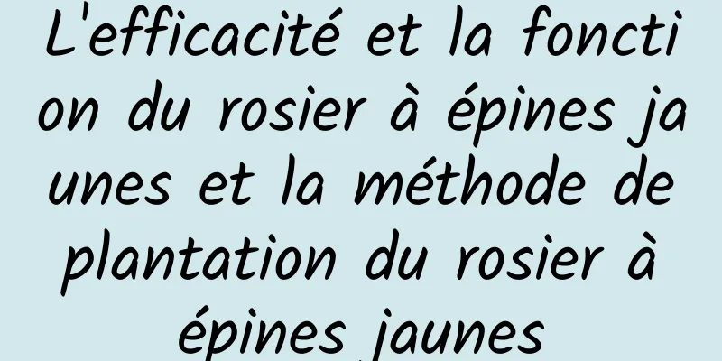 L'efficacité et la fonction du rosier à épines jaunes et la méthode de plantation du rosier à épines jaunes