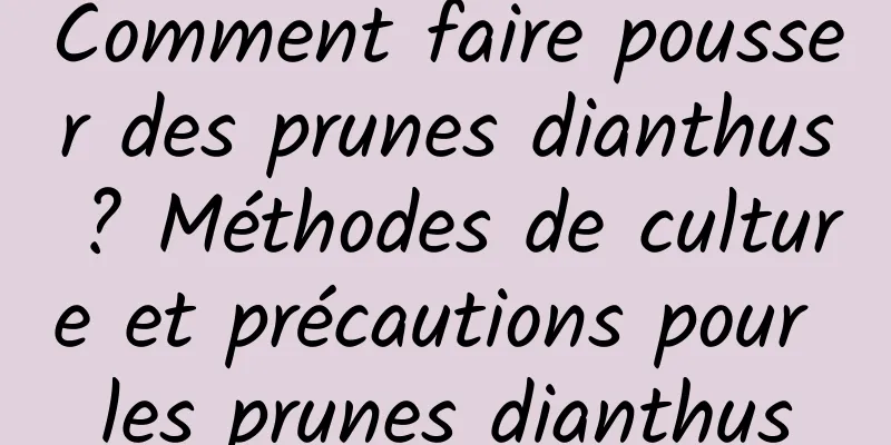 Comment faire pousser des prunes dianthus ? Méthodes de culture et précautions pour les prunes dianthus