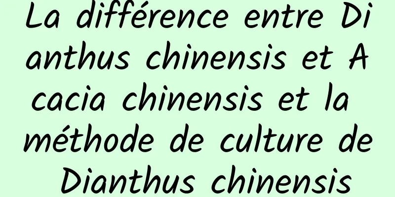 La différence entre Dianthus chinensis et Acacia chinensis et la méthode de culture de Dianthus chinensis