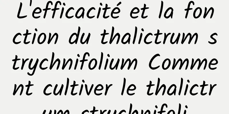 L'efficacité et la fonction du thalictrum strychnifolium Comment cultiver le thalictrum strychnifoli