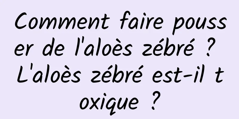 Comment faire pousser de l'aloès zébré ? L'aloès zébré est-il toxique ?