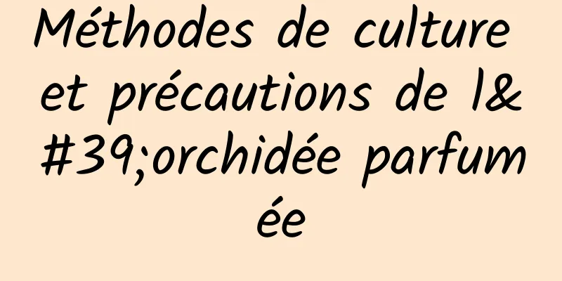 Méthodes de culture et précautions de l'orchidée parfumée