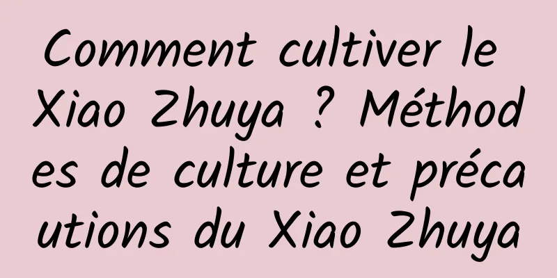 Comment cultiver le Xiao Zhuya ? Méthodes de culture et précautions du Xiao Zhuya