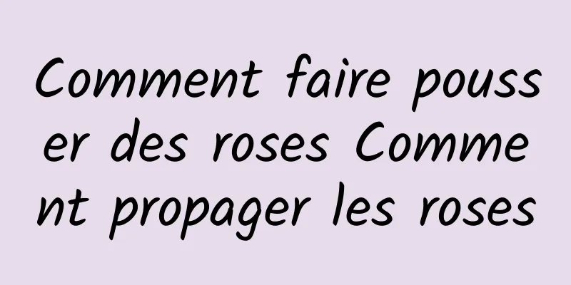 Comment faire pousser des roses Comment propager les roses