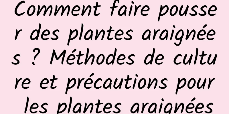 Comment faire pousser des plantes araignées ? Méthodes de culture et précautions pour les plantes araignées