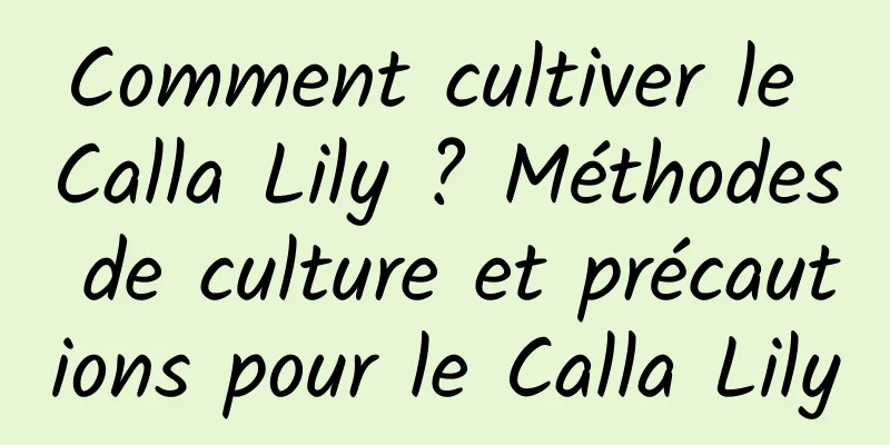 Comment cultiver le Calla Lily ? Méthodes de culture et précautions pour le Calla Lily