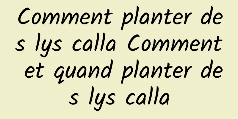 Comment planter des lys calla Comment et quand planter des lys calla