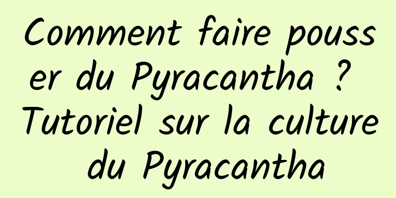 Comment faire pousser du Pyracantha ? Tutoriel sur la culture du Pyracantha