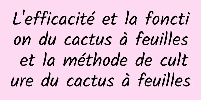 L'efficacité et la fonction du cactus à feuilles et la méthode de culture du cactus à feuilles