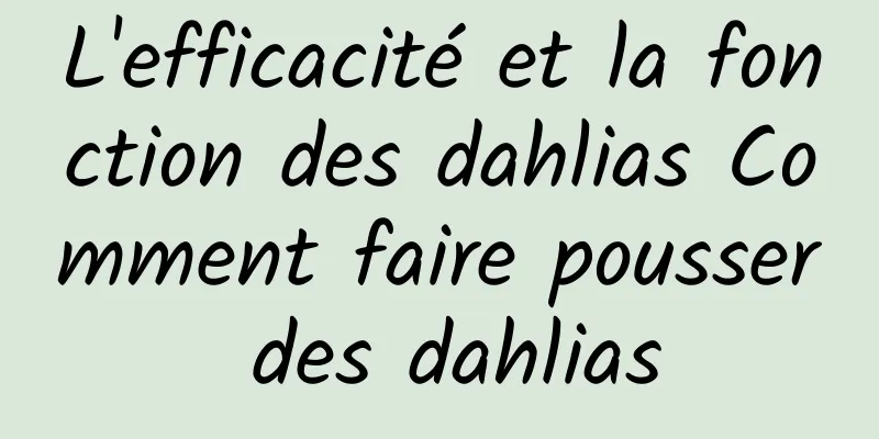 L'efficacité et la fonction des dahlias Comment faire pousser des dahlias