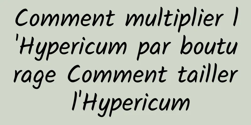 Comment multiplier l'Hypericum par bouturage Comment tailler l'Hypericum