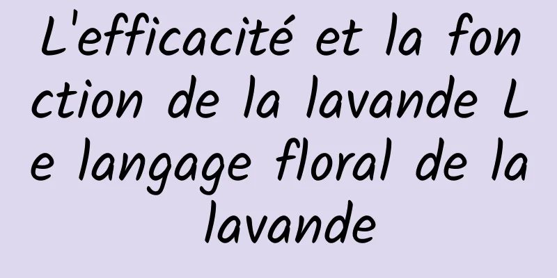 L'efficacité et la fonction de la lavande Le langage floral de la lavande