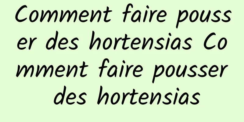 Comment faire pousser des hortensias Comment faire pousser des hortensias