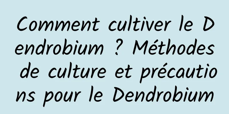 Comment cultiver le Dendrobium ? Méthodes de culture et précautions pour le Dendrobium