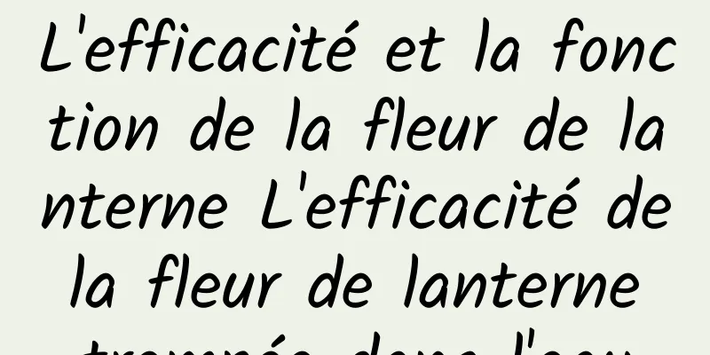 L'efficacité et la fonction de la fleur de lanterne L'efficacité de la fleur de lanterne trempée dans l'eau