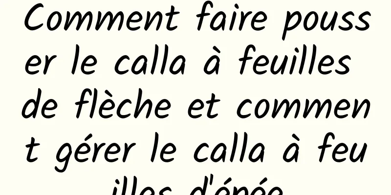 Comment faire pousser le calla à feuilles de flèche et comment gérer le calla à feuilles d'épée