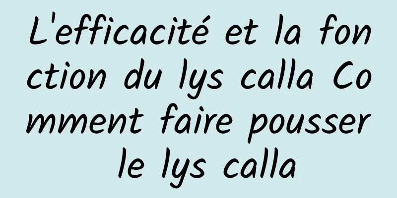 L'efficacité et la fonction du lys calla Comment faire pousser le lys calla