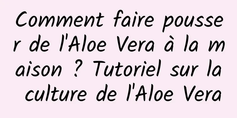 Comment faire pousser de l'Aloe Vera à la maison ? Tutoriel sur la culture de l'Aloe Vera