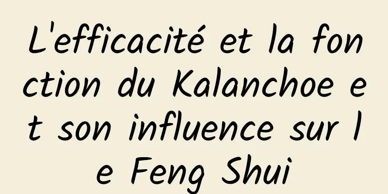 L'efficacité et la fonction du Kalanchoe et son influence sur le Feng Shui