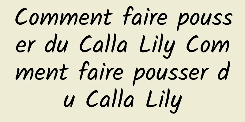 Comment faire pousser du Calla Lily Comment faire pousser du Calla Lily