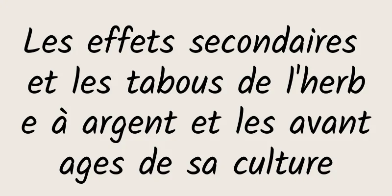 Les effets secondaires et les tabous de l'herbe à argent et les avantages de sa culture