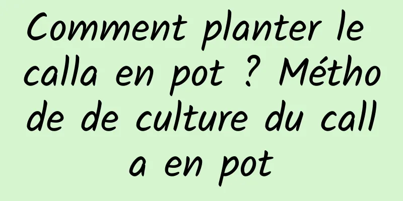 Comment planter le calla en pot ? Méthode de culture du calla en pot