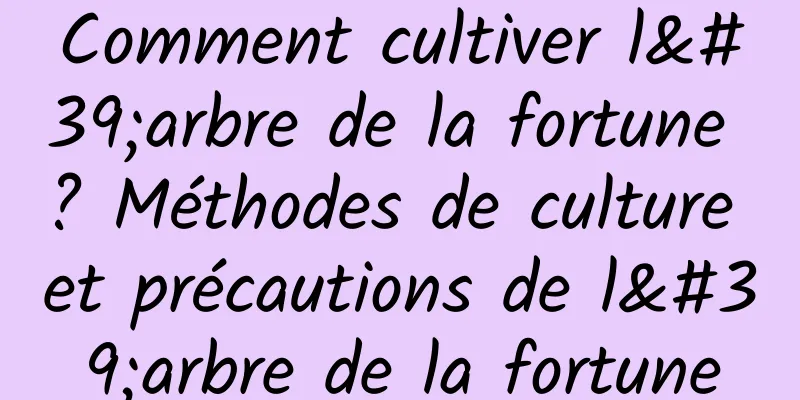 Comment cultiver l'arbre de la fortune ? Méthodes de culture et précautions de l'arbre de la fortune