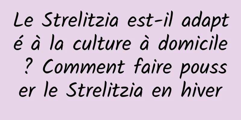 Le Strelitzia est-il adapté à la culture à domicile ? Comment faire pousser le Strelitzia en hiver