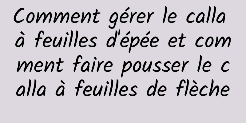 Comment gérer le calla à feuilles d'épée et comment faire pousser le calla à feuilles de flèche