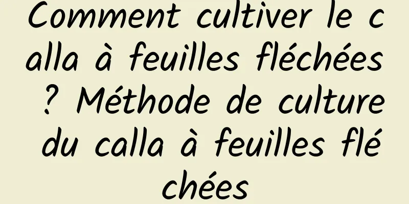 Comment cultiver le calla à feuilles fléchées ? Méthode de culture du calla à feuilles fléchées