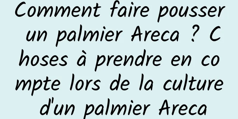 Comment faire pousser un palmier Areca ? Choses à prendre en compte lors de la culture d'un palmier Areca