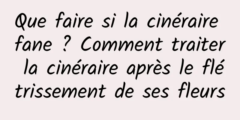 Que faire si la cinéraire fane ? Comment traiter la cinéraire après le flétrissement de ses fleurs