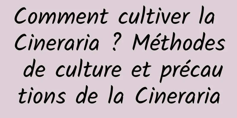 Comment cultiver la Cineraria ? Méthodes de culture et précautions de la Cineraria