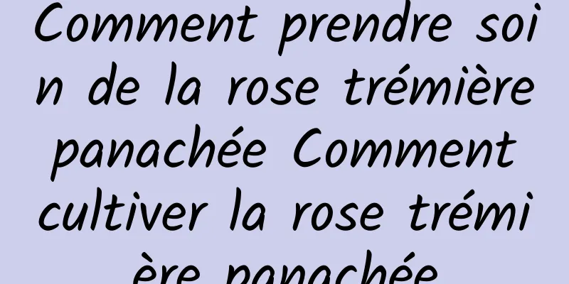 Comment prendre soin de la rose trémière panachée Comment cultiver la rose trémière panachée