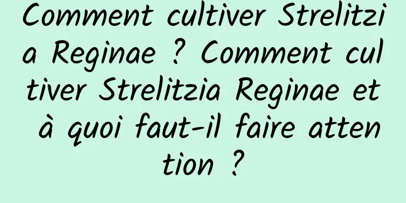 Comment cultiver Strelitzia Reginae ? Comment cultiver Strelitzia Reginae et à quoi faut-il faire attention ?