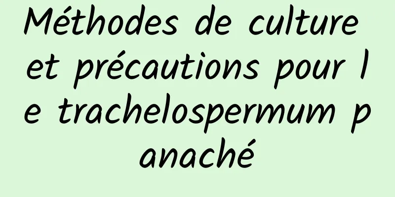 Méthodes de culture et précautions pour le trachelospermum panaché