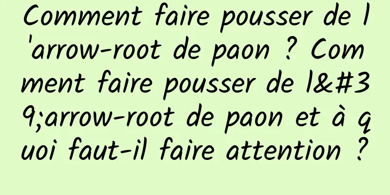 Comment faire pousser de l'arrow-root de paon ? Comment faire pousser de l'arrow-root de paon et à quoi faut-il faire attention ?