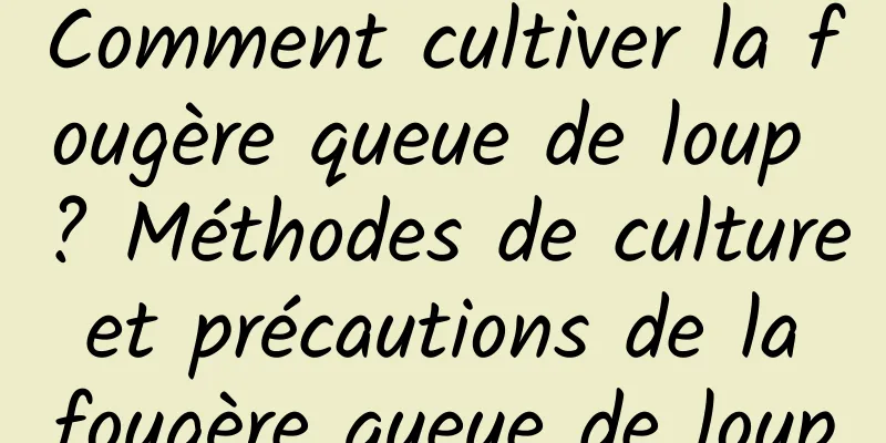 Comment cultiver la fougère queue de loup ? Méthodes de culture et précautions de la fougère queue de loup