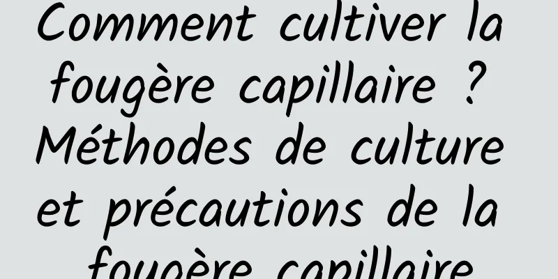 Comment cultiver la fougère capillaire ? Méthodes de culture et précautions de la fougère capillaire