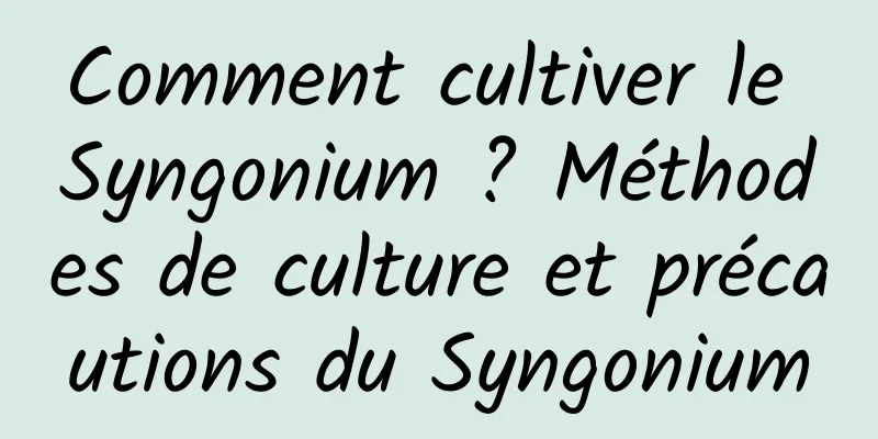 Comment cultiver le Syngonium ? Méthodes de culture et précautions du Syngonium