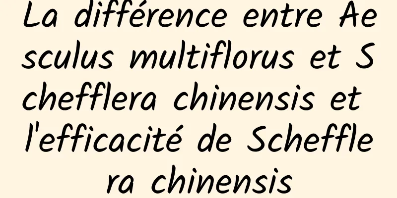 La différence entre Aesculus multiflorus et Schefflera chinensis et l'efficacité de Schefflera chinensis