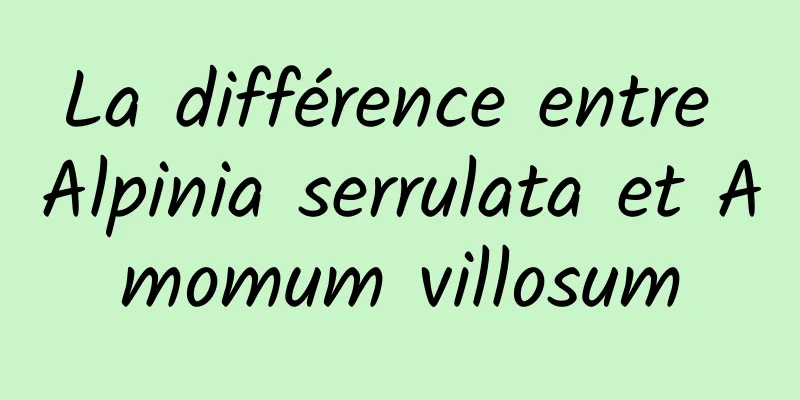 La différence entre Alpinia serrulata et Amomum villosum