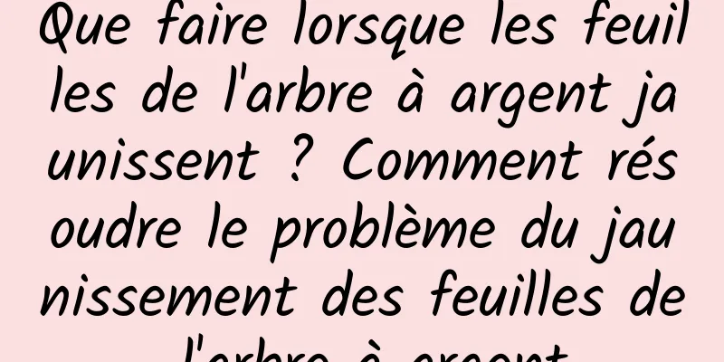 Que faire lorsque les feuilles de l'arbre à argent jaunissent ? Comment résoudre le problème du jaunissement des feuilles de l'arbre à argent