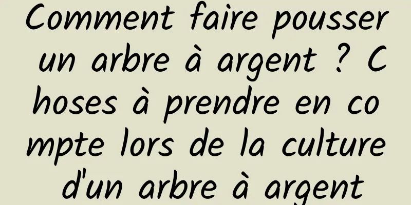 Comment faire pousser un arbre à argent ? Choses à prendre en compte lors de la culture d'un arbre à argent