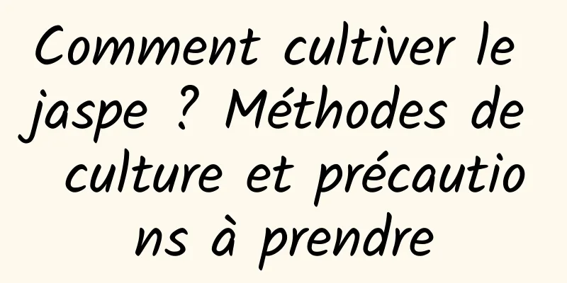 Comment cultiver le jaspe ? Méthodes de culture et précautions à prendre