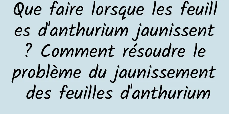 Que faire lorsque les feuilles d'anthurium jaunissent ? Comment résoudre le problème du jaunissement des feuilles d'anthurium