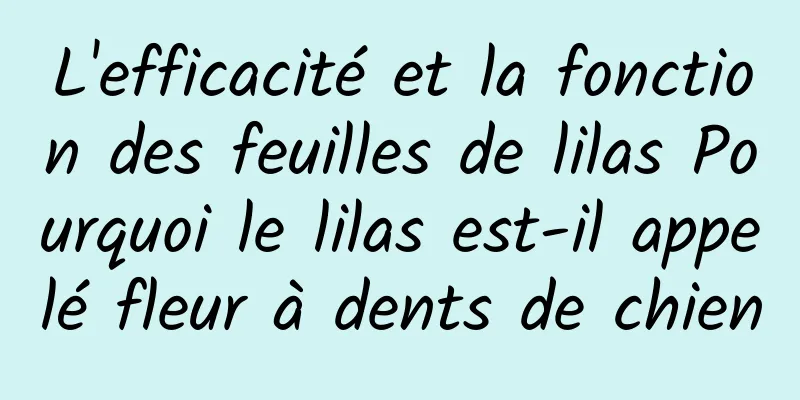 L'efficacité et la fonction des feuilles de lilas Pourquoi le lilas est-il appelé fleur à dents de chien