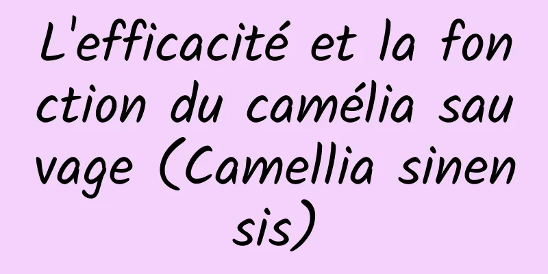 L'efficacité et la fonction du camélia sauvage (Camellia sinensis)