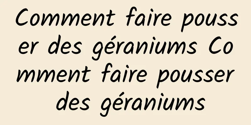 Comment faire pousser des géraniums Comment faire pousser des géraniums